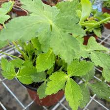 Japanese Parsley Seeds - Herbal Plant 