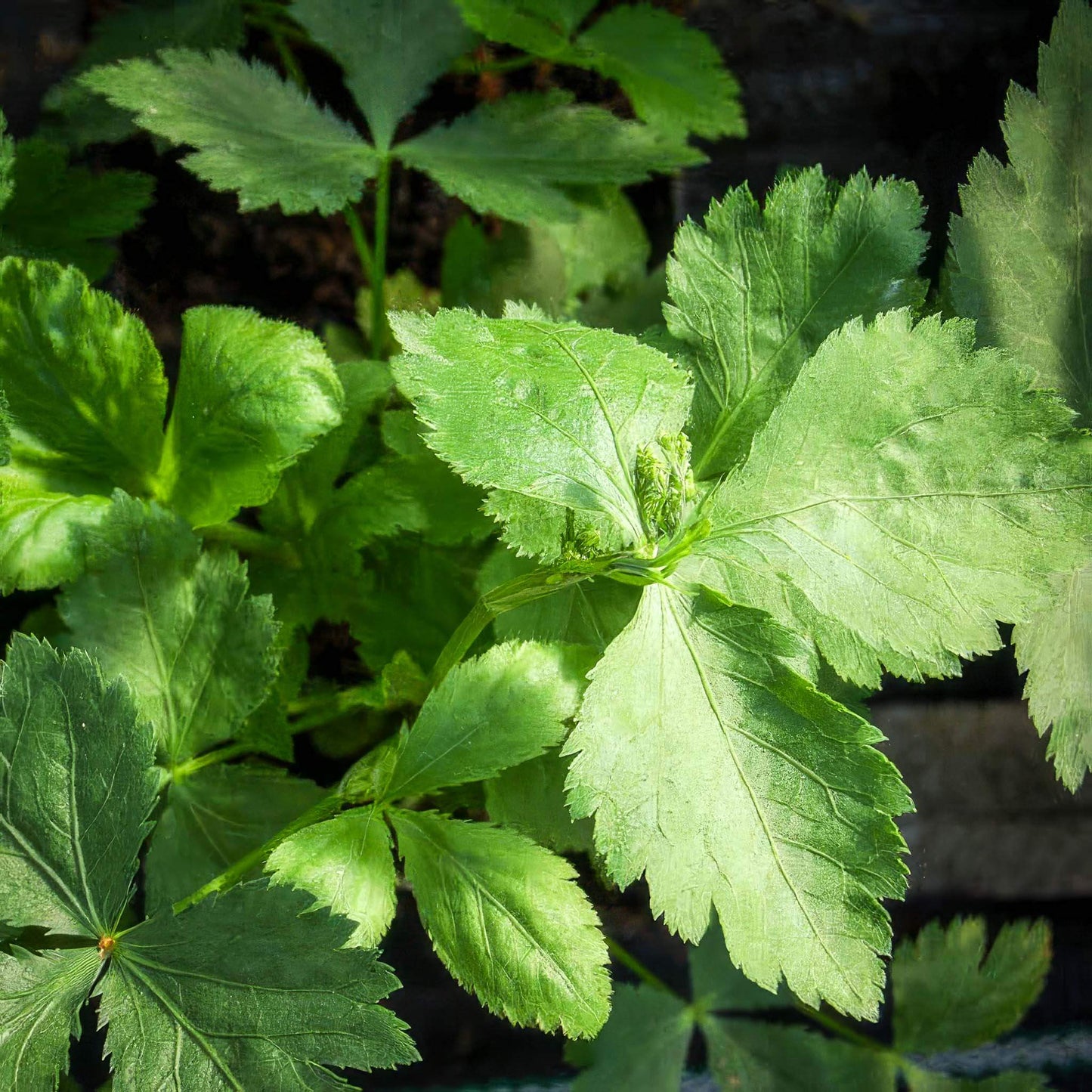 Japanese Parsley Seeds - Herbal Plant 