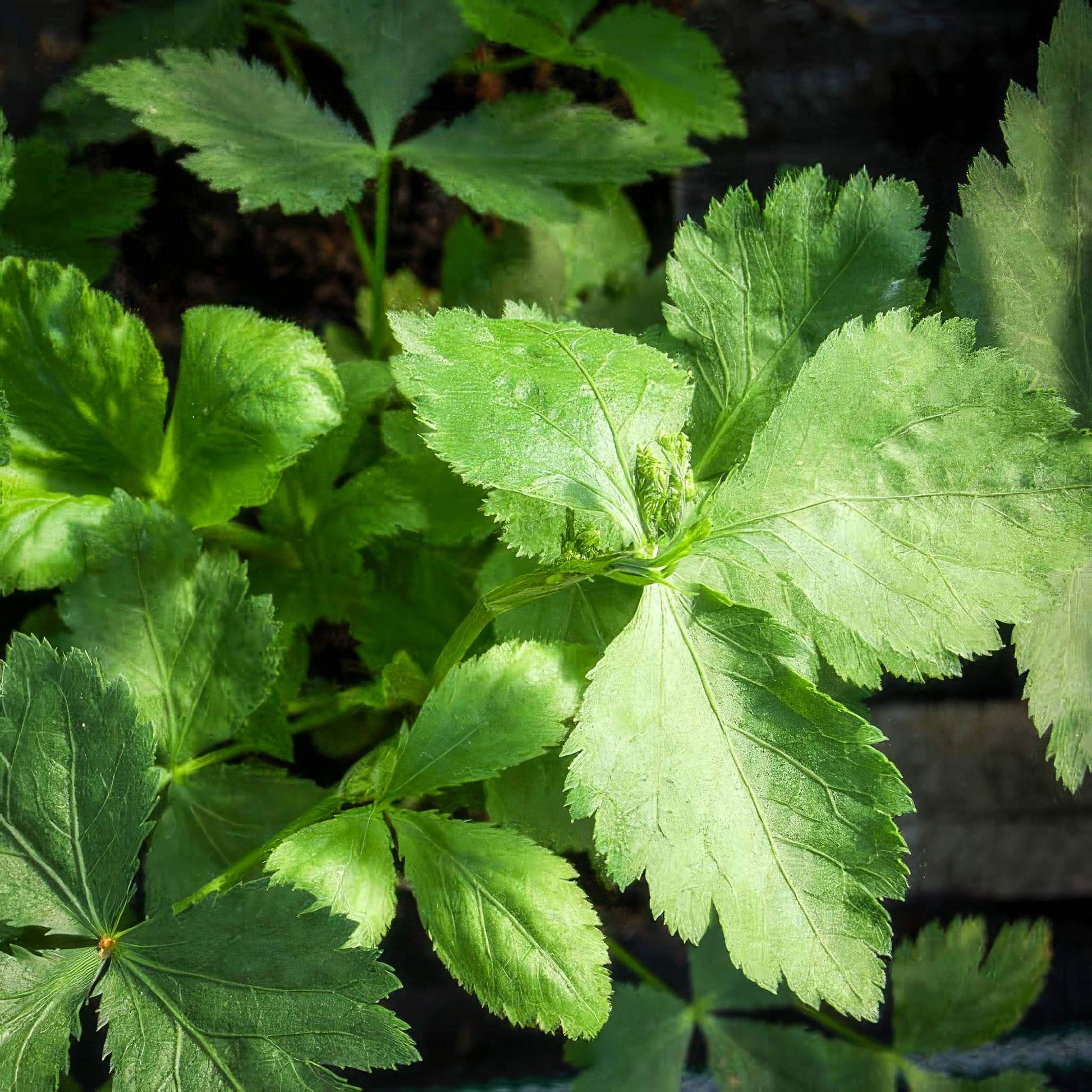 Japanese Parsley Seeds - Herbal Plant 