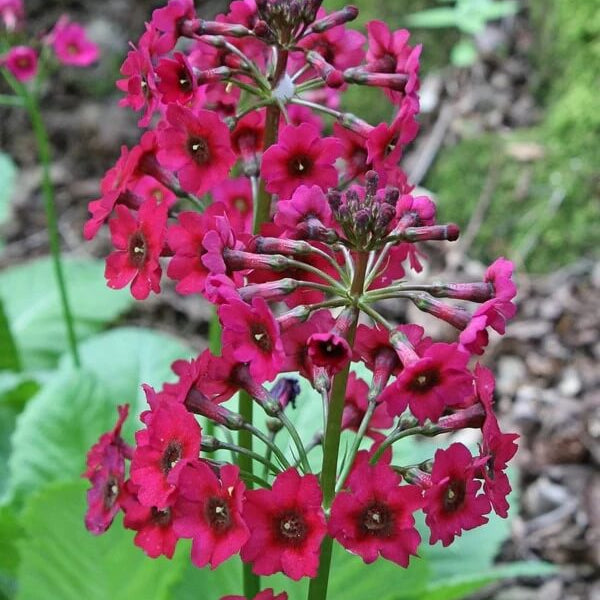 Japanese Primrose Seeds - Flower Plant