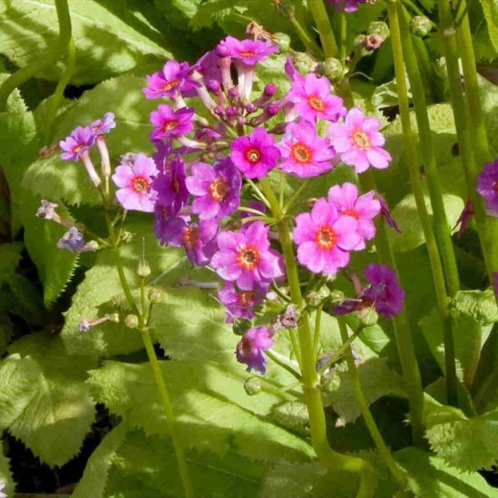 Japanese Primrose Seeds - Flower Plant