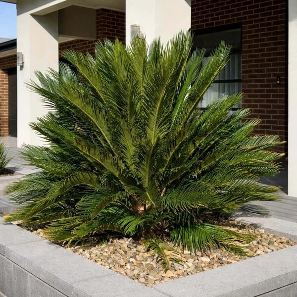 Japanese Sago Palm Seeds 