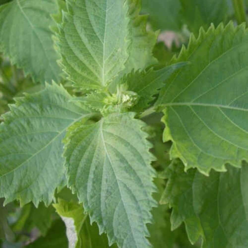 Japanese Shiso Seeds - Herbal Plant