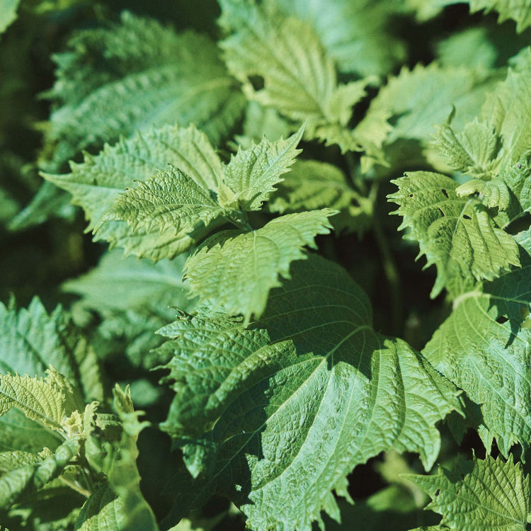 Japanese Shiso Seeds - Herbal Plant