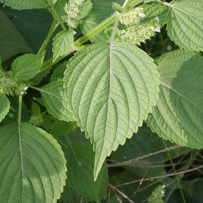 Japanese Shiso Seeds - Herbal Plant