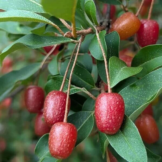 Japanese Silverberry Seeds