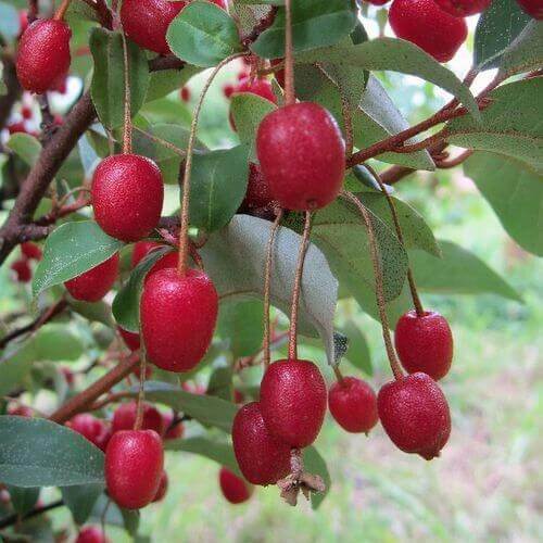 Japanese Silverberry Seeds
