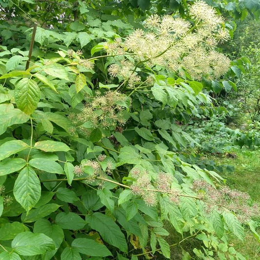 Japanese Spikenard Seeds