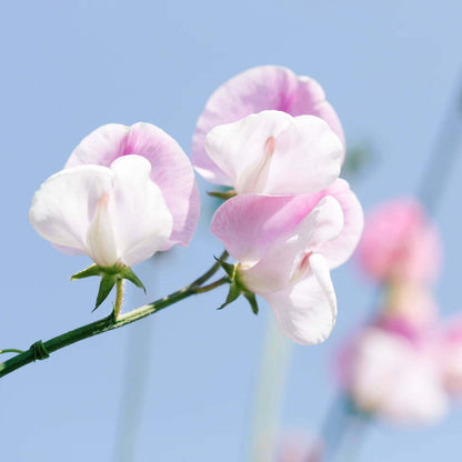 Japanese Sweet Pea Seeds - Heirloom Flower Plant for Home Gardens