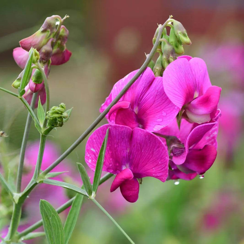 Japanese Sweet Pea Seeds - Heirloom Flower Plant for Home Gardens