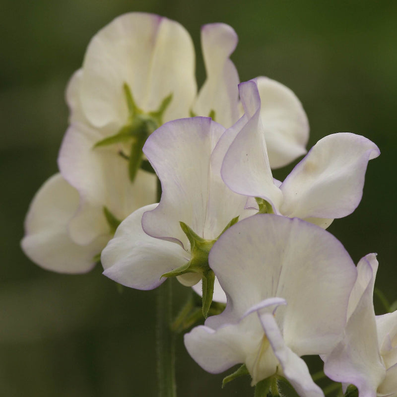 Japanese Sweet Pea Seeds - Heirloom Flower Plant for Home Gardens