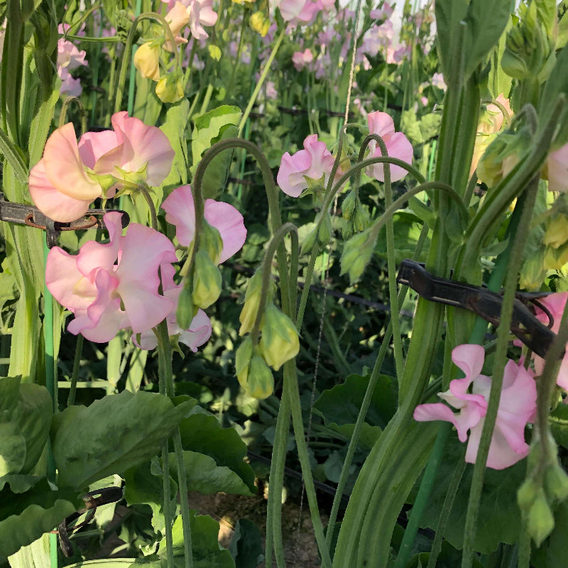 Japanese Sweet Pea Seeds - Heirloom Flower Plant for Home Gardens