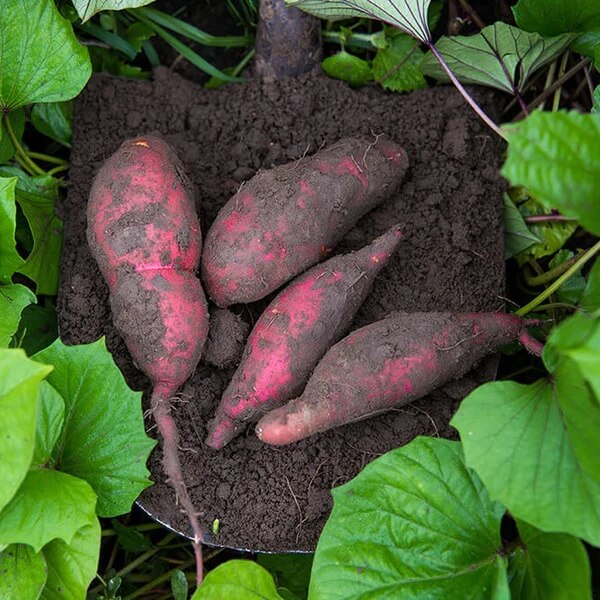 Japanese Sweet Potato Seeds
