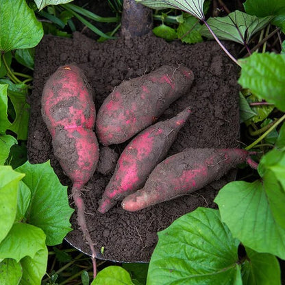 Japanese Sweet Potato Seeds