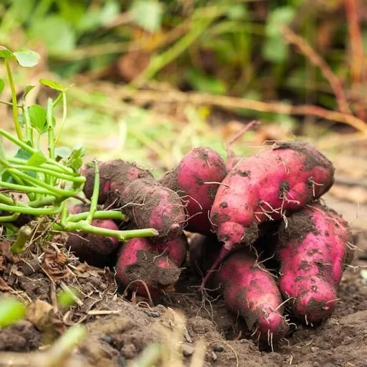 Japanese Sweet Potato Seeds