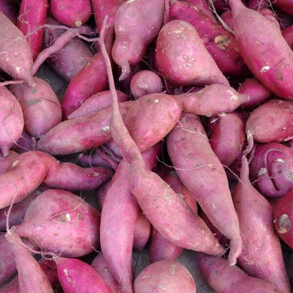 Japanese Sweet Potato Seeds