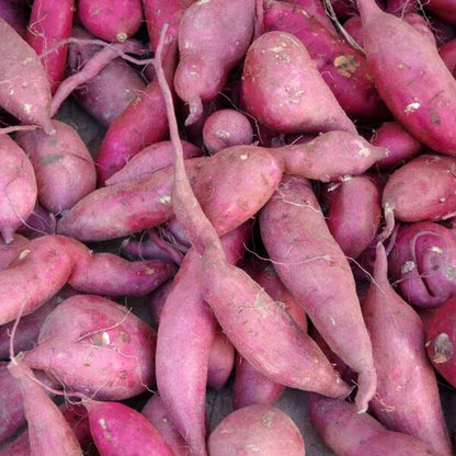 Japanese Sweet Potato Seeds
