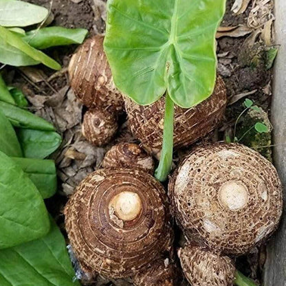 Japanese Taro Seeds 