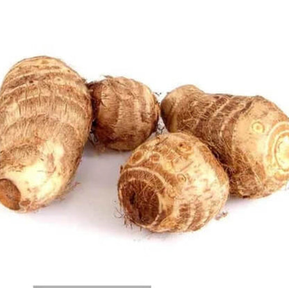 Japanese Taro Seeds 