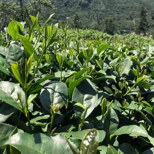 Japanese Tea Plant seeds