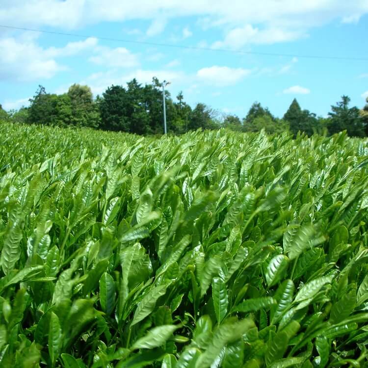 Japanese Tea Plant seeds