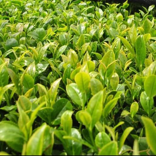 Japanese Tea Plant seeds