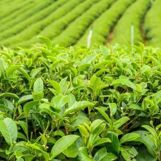 Japanese Tea Plant seeds