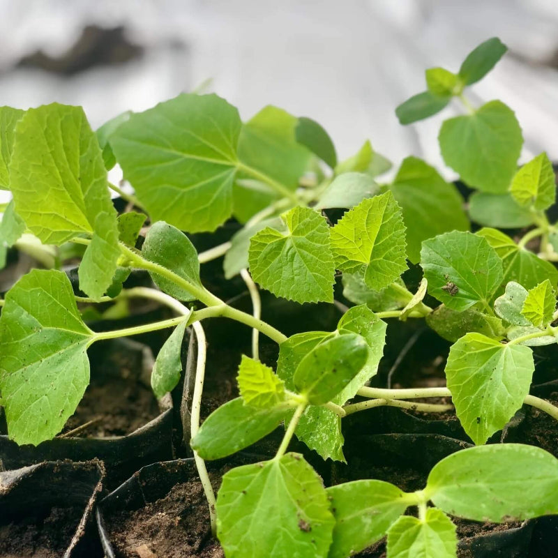 Japanese Tiger Melon Seeds - Heirloom Fruit Plant for Home Gardens