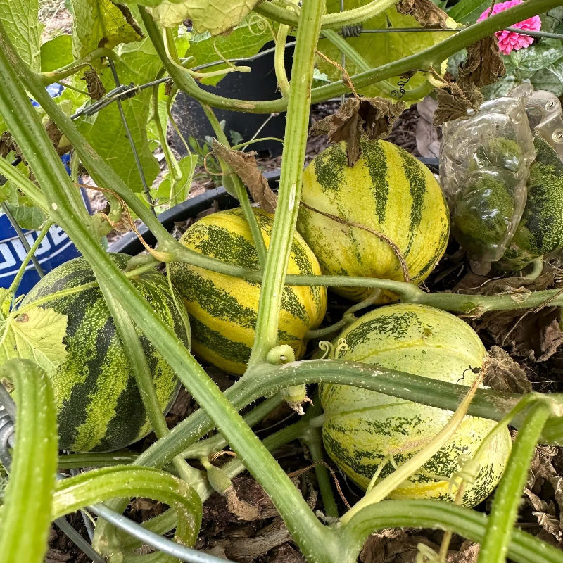 Japanese Tiger Melon Seeds - Heirloom Fruit Plant for Home Gardens
