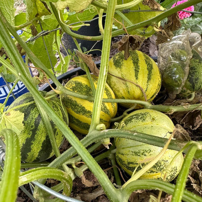 Japanese Tiger Melon Seeds - Heirloom Fruit Plant for Home Gardens