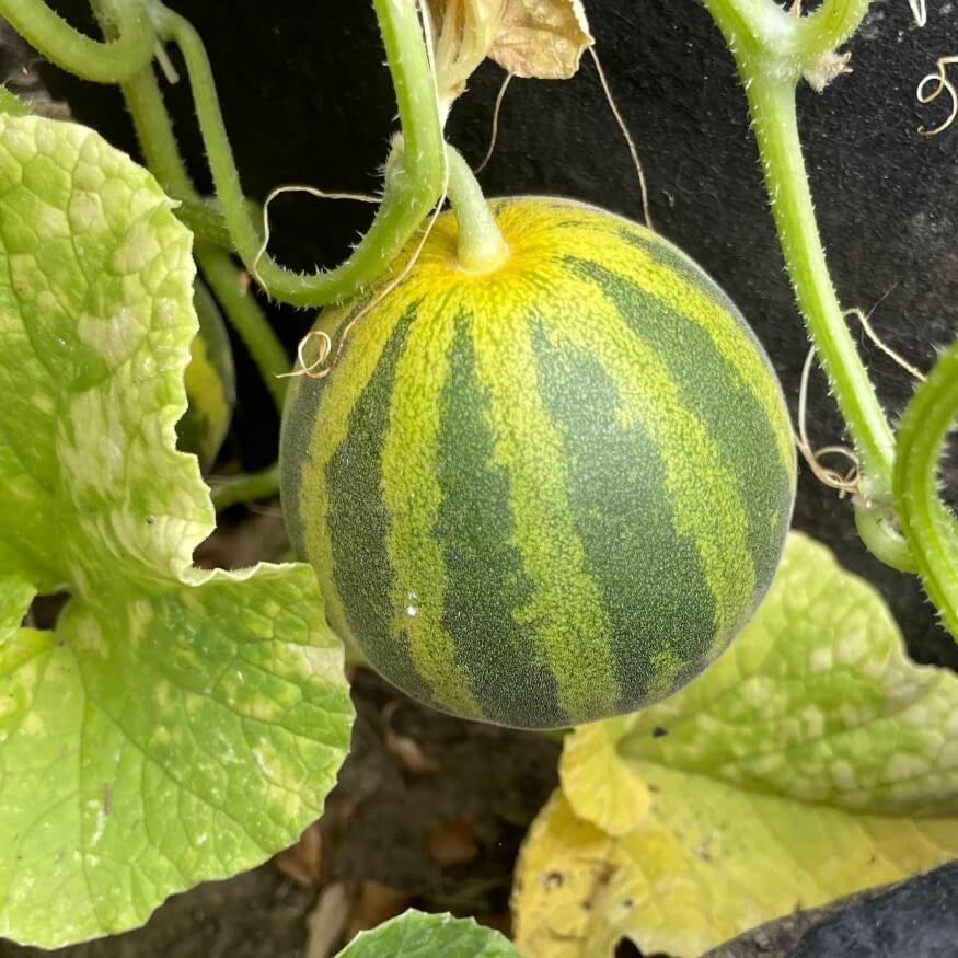 Japanese Tiger Melon Seeds - Heirloom Fruit Plant for Home Gardens