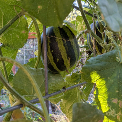 Japanese Tiger Melon Seeds - Heirloom Fruit Plant for Home Gardens