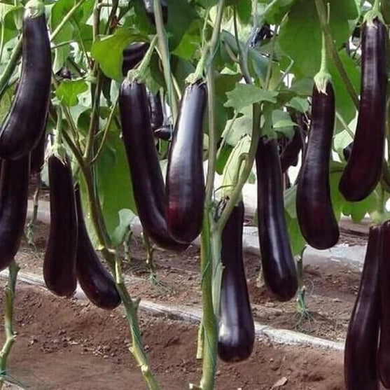 Japanese eggplant seeds - Vegetable Plant