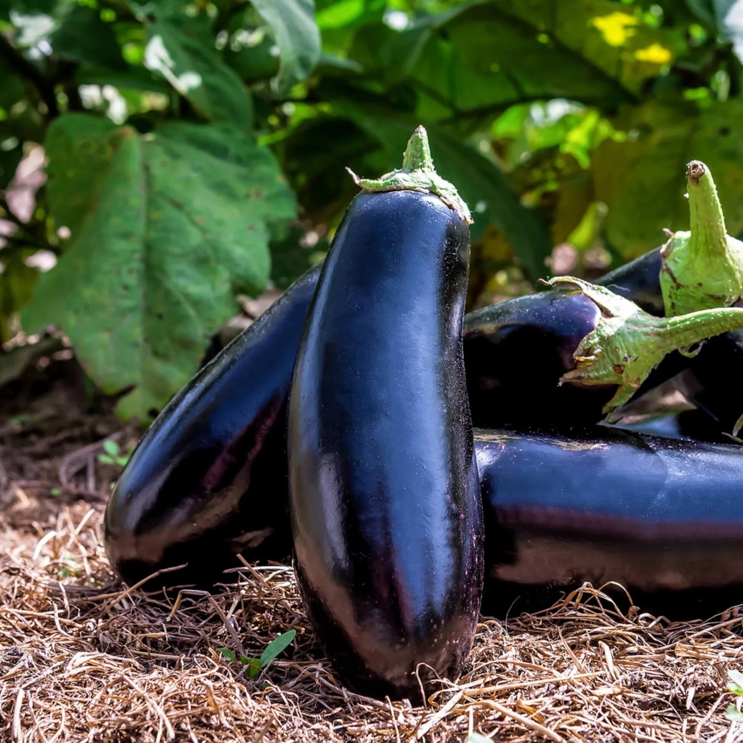 Japanese eggplant seeds - Vegetable Plant