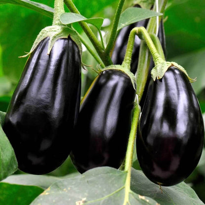 Japanese eggplant seeds - Vegetable Plant