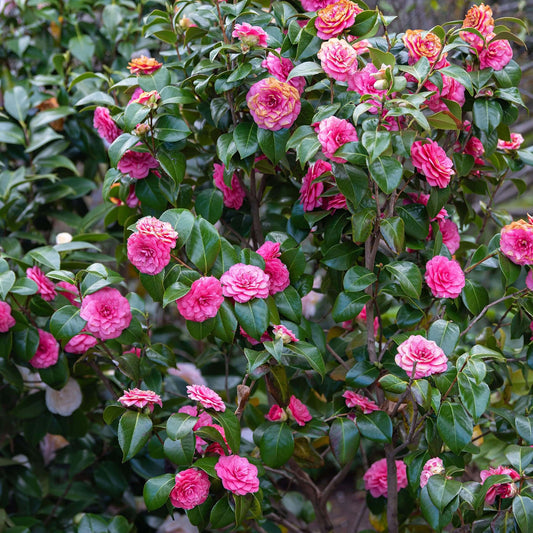 Japonica Camellia Seeds