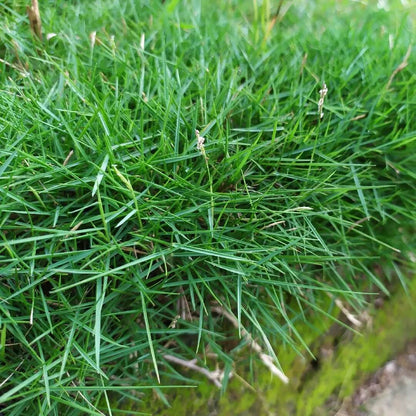 Japonica Lawn Grass Zoysia Seeds