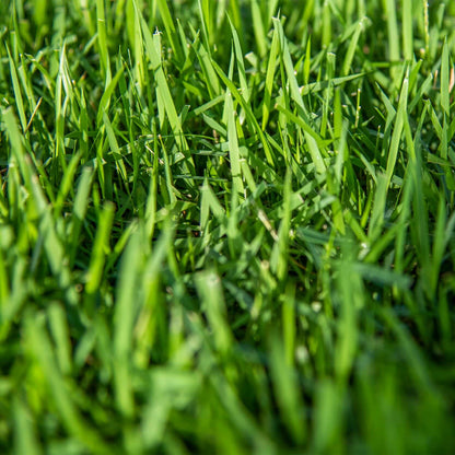 Japonica Lawn Grass Zoysia Seeds