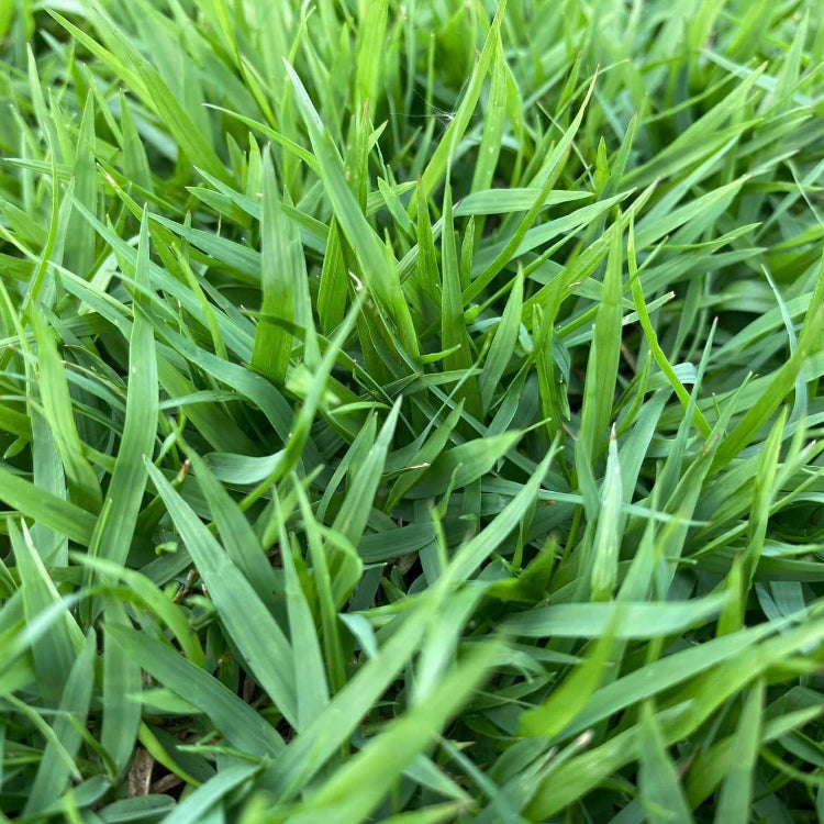 Japonica Lawn Grass Zoysia Seeds