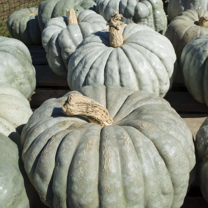 Jarrahdale Pumpkin Seeds 