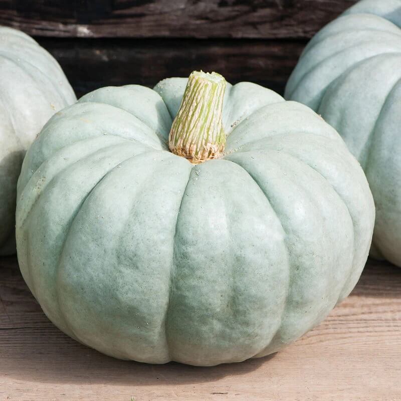 Jarrahdale Pumpkin Seeds 