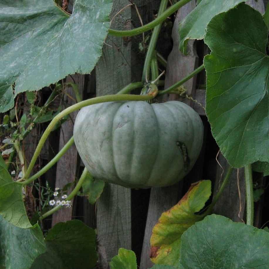 Jarrahdale Pumpkin Seeds 