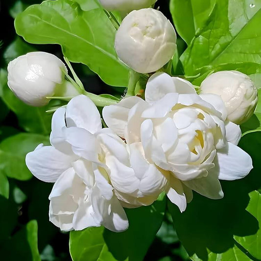 Jasmine Seeds