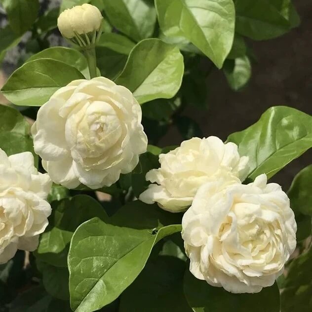Jasmine Seeds