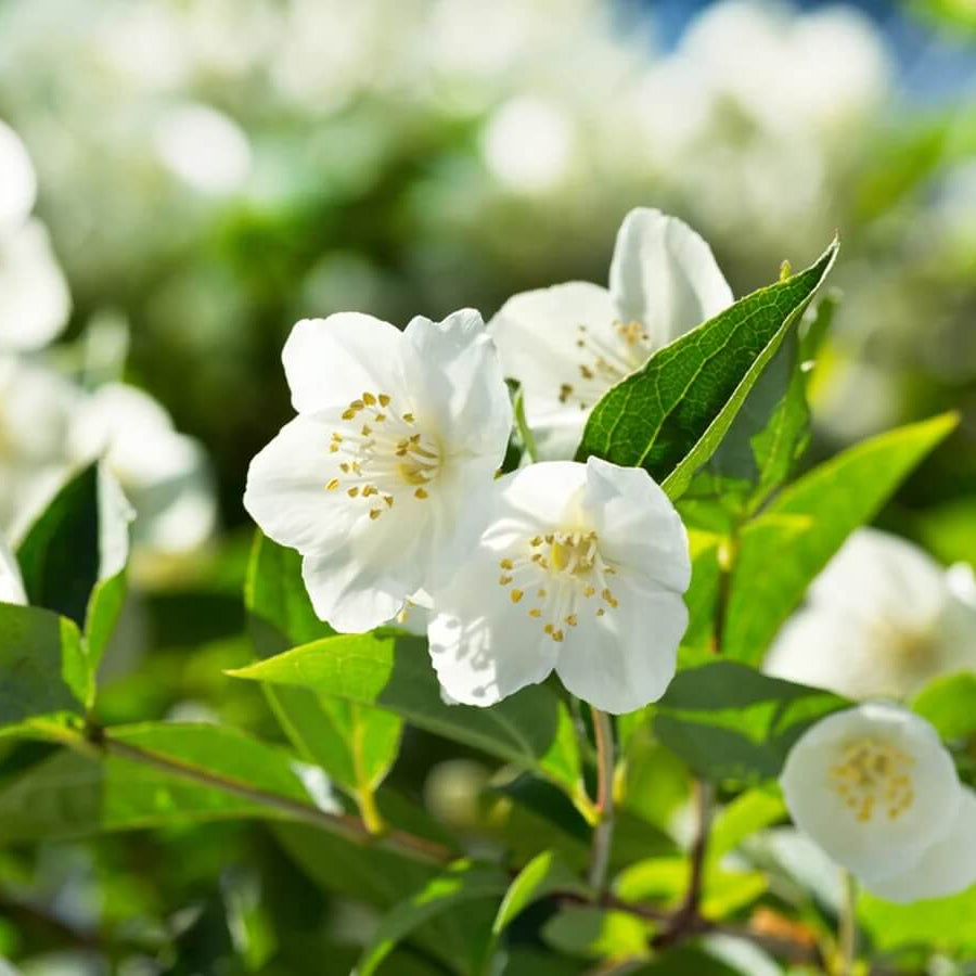Jasmine Seeds
