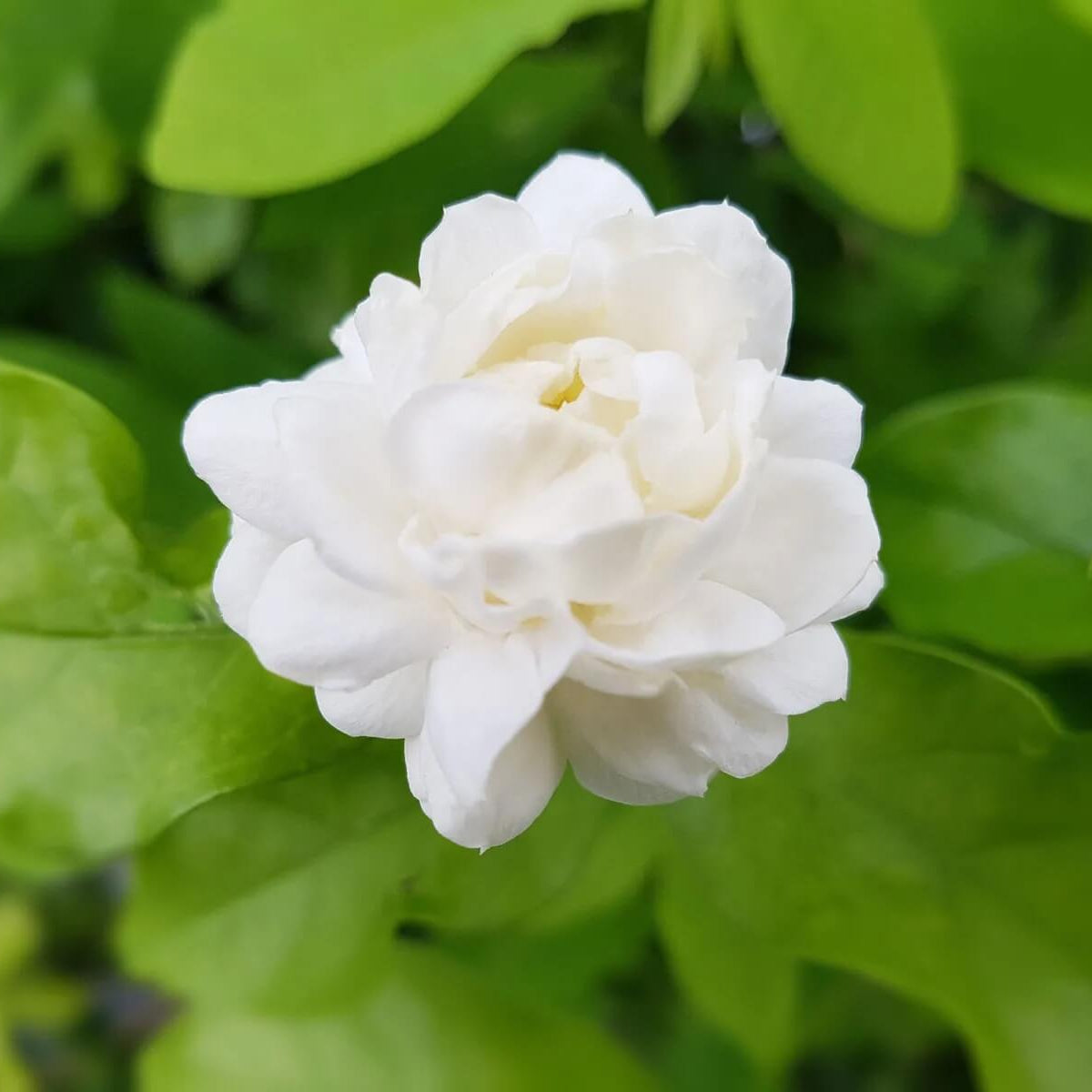 Jasmine Seeds