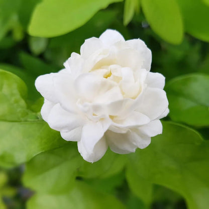 Jasmine Seeds