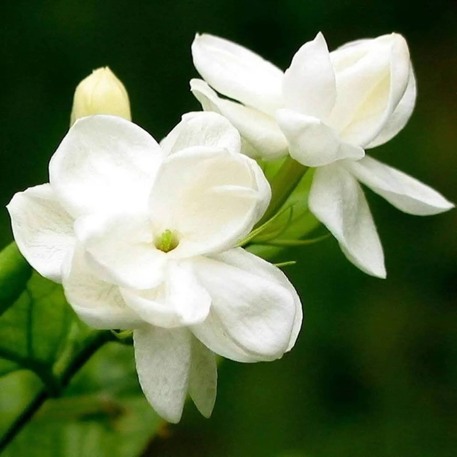 Jasmine Seeds - Flower Plant for Home Gardens