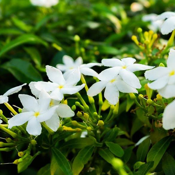 Jasmine Seeds 