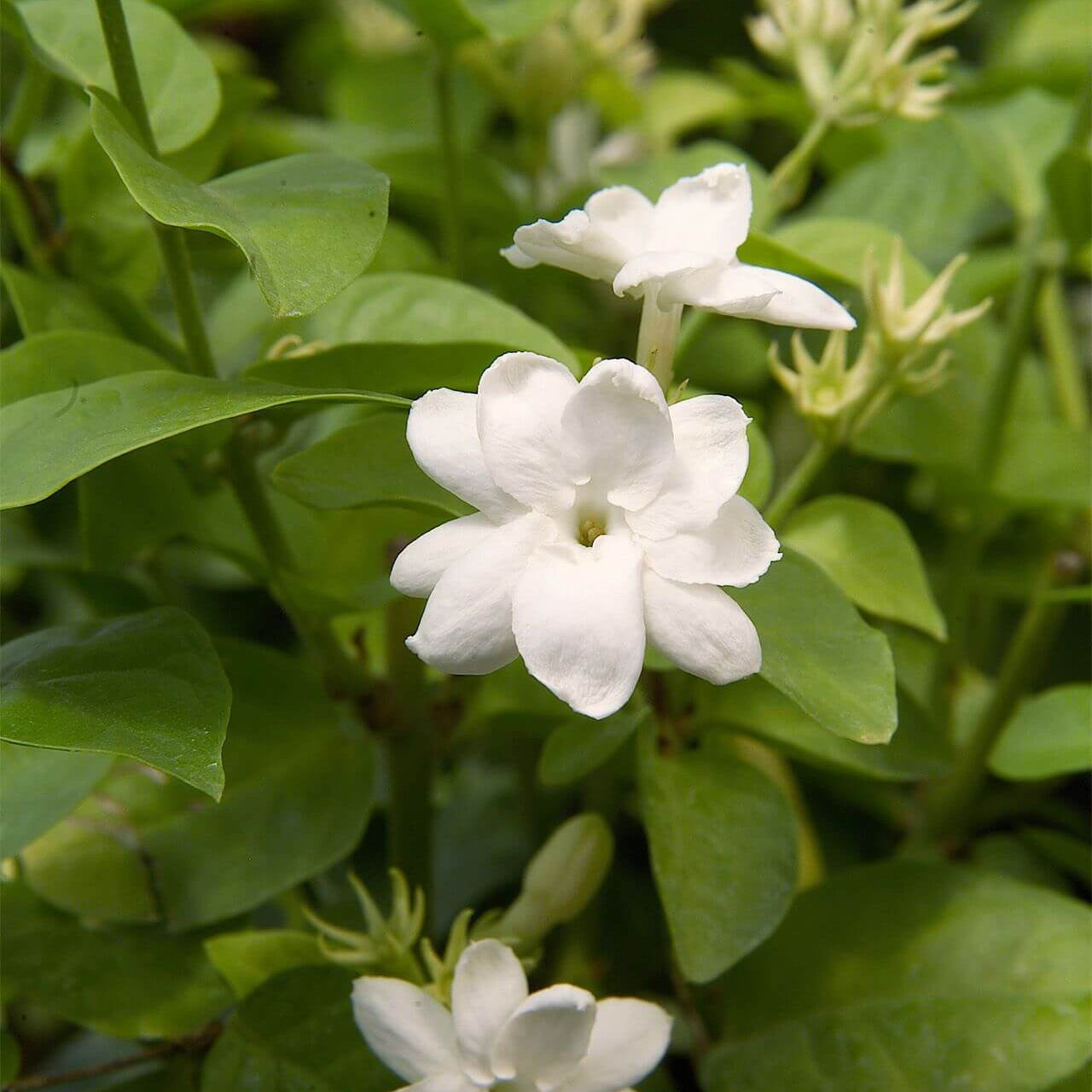 Jasmine Seeds 